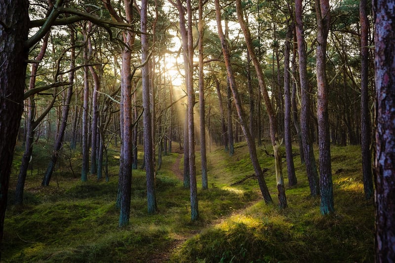 Forest Bathing
